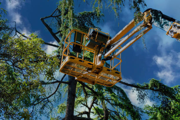 How Our Tree Care Process Works  in  Ivanhoe, CA